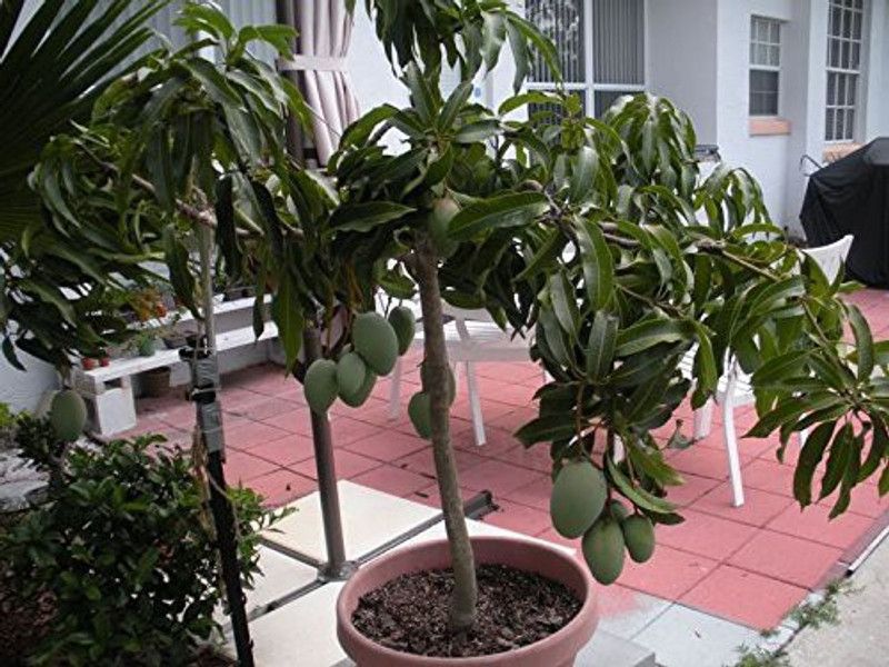 EdensField Mango Plant  (Hybrid, Pack of 1)