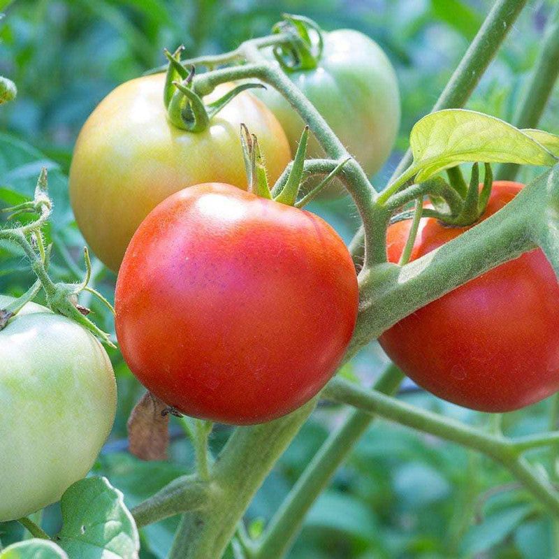 Paudha Organic Tomato Plant Seed  (63 per packet)