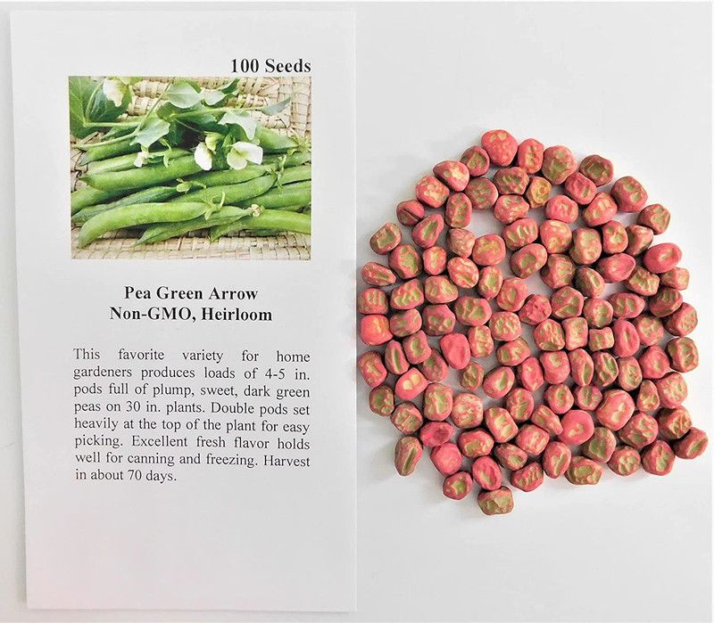 CYBEXIS PAU-45 - Pea Shelling Green Arrow - (300 Seeds) Seed  (300 per packet)