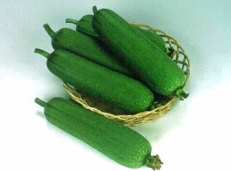 UGRA Sponge Gourd: CYLINDER Seed  (500 per packet)