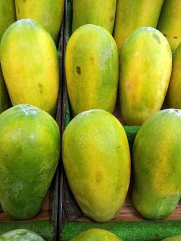 PREMIER PLANTS PAPAYA Seed( 870 Seeds ) Seed  (870 per packet)