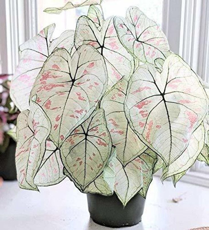 Ovule Caladium White Queen of The Most Beautiful Leafy Bulbs for Your Garden Seed  (50 per packet)