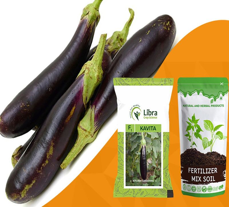 NATURAL AND HERBAL PRODUCTS Long Eggplant Seeds for Planting | Brinjal | Ringan| Vegetable | Balcony Seed  (2 g)