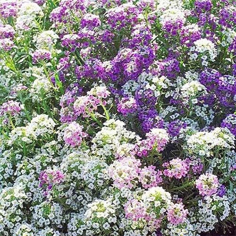 Nodoc Exotic sweet allysum Seed  (28 per packet)
