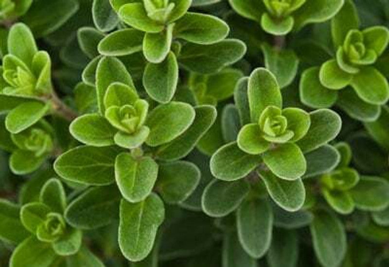 Nodoc Organic Marjoram herbs Seed  (32 per packet)