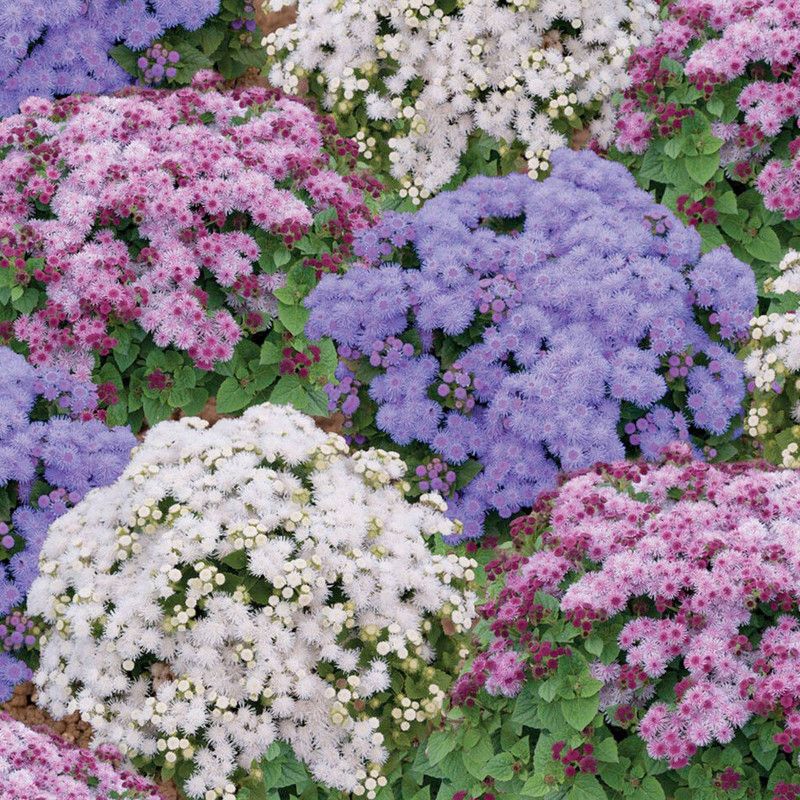 Mozette Ageratum ball mix Seed  (70 per packet)