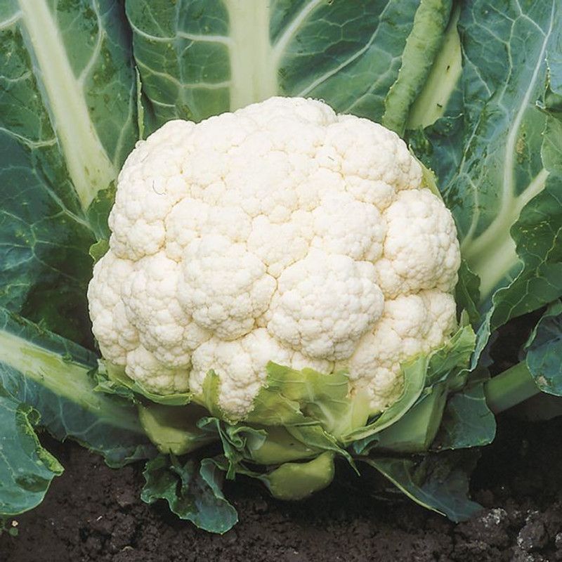 Nodoc CauliFlower Hybrid Seed  (41 per packet)