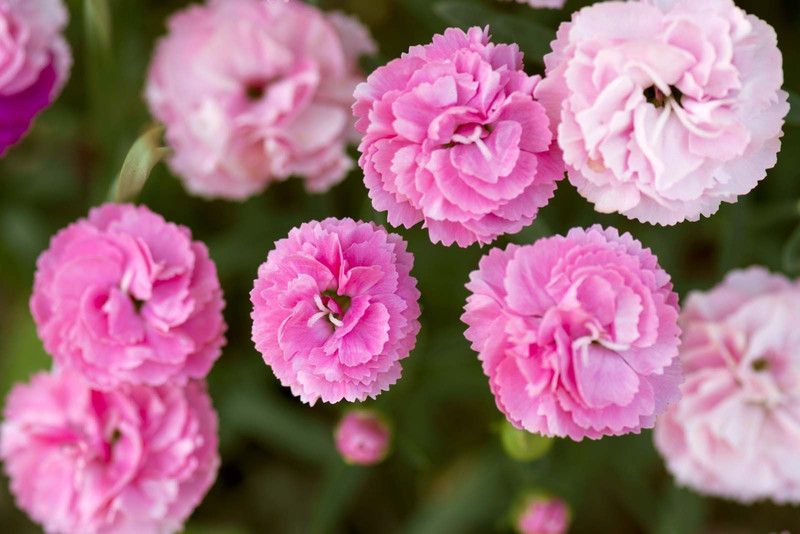 Mozette Hybrid Carnation Seed  (50 per packet)