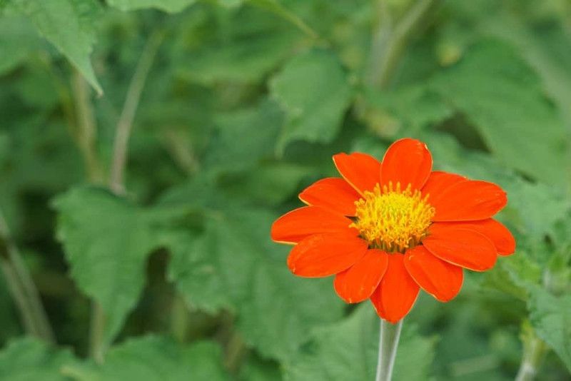 PMB Exotic tithonia Seed  (21 per packet)