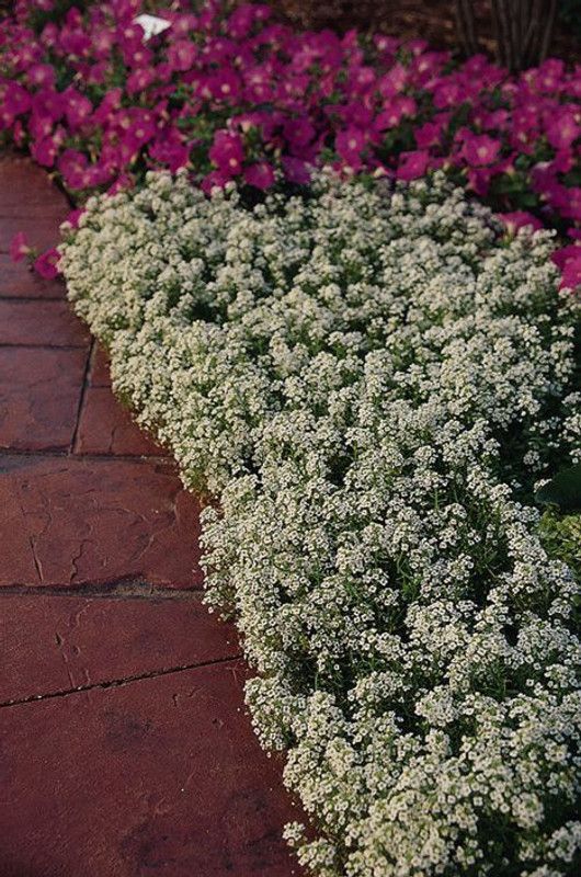 XOLDA Hybrid Gypsophila Seed  (64 per packet)