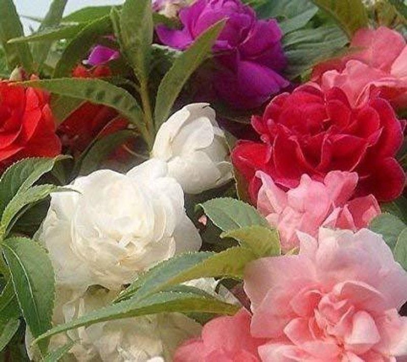 Nodoc Balsam Rose Hbrid Flower Seed  (17 per packet)