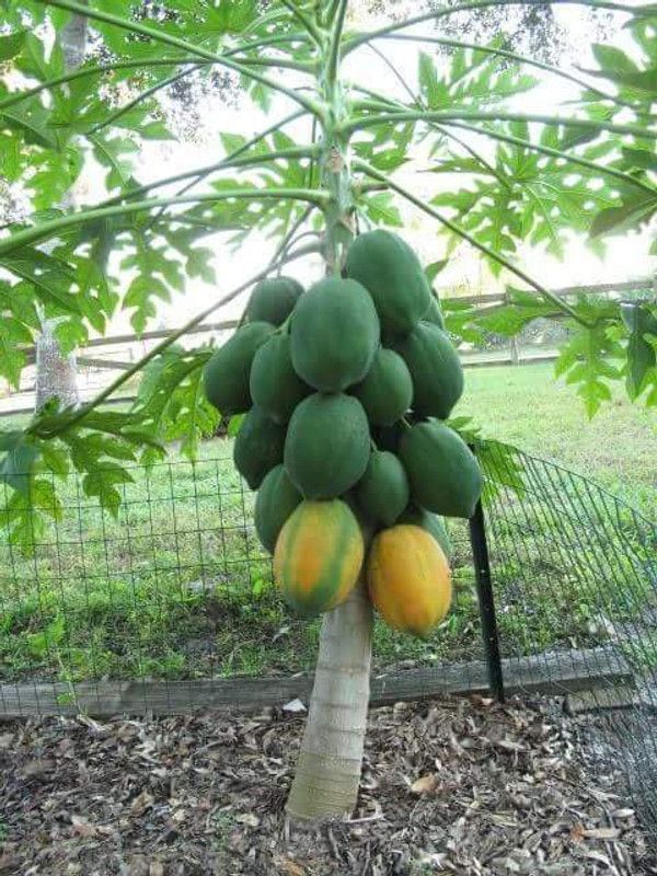 PLANTZON Papaya Hybrid Seed  (15 per packet)