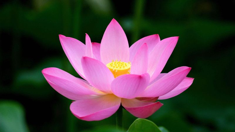 SaaHeli Lotus Flower Seed Pink Seed  (165 per packet)