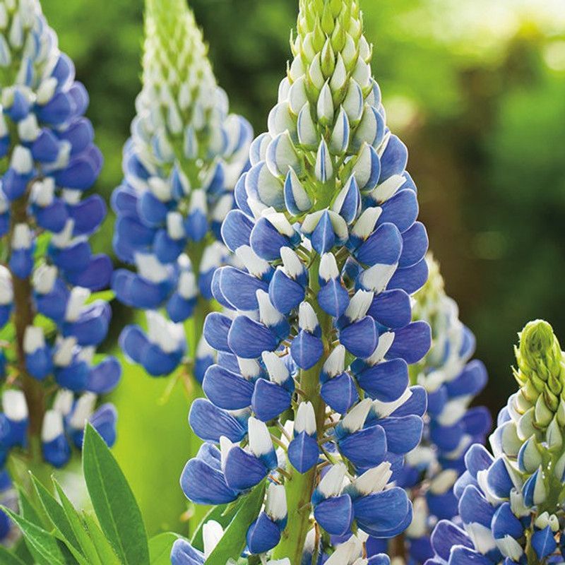 PMB Lupin Hartwegii Giant Flowered Tall Mix Seed  (10 per packet)