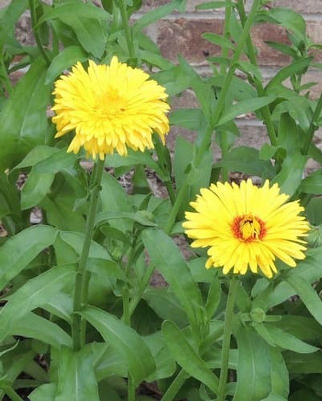 XOLDA Exotic calendula Seed  (21 per packet)