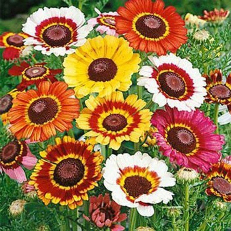 Paudha Chrysanthemum Seed  (45 per packet)