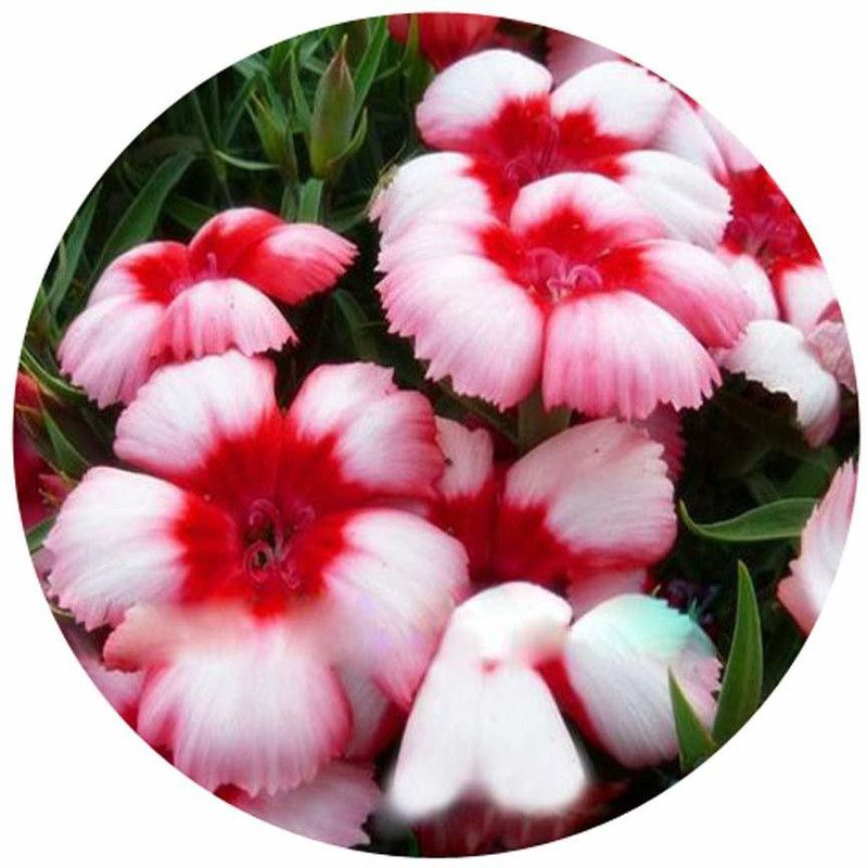 CYBEXIS Superbus Flower Dianthus Seeds-White And Pink Seed  (50 per packet)