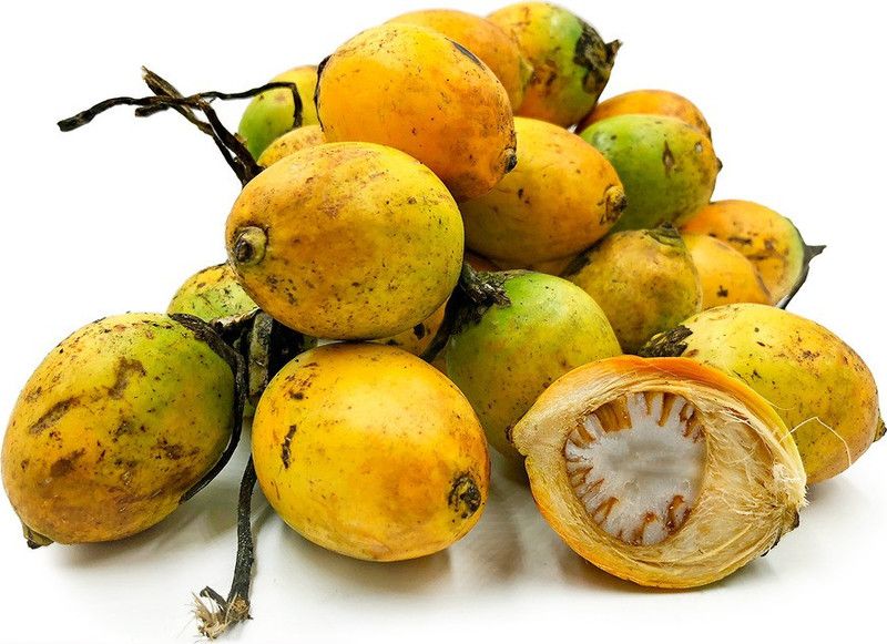 UGALOO Betel Nut/Supari Plant  (Pack of 2)