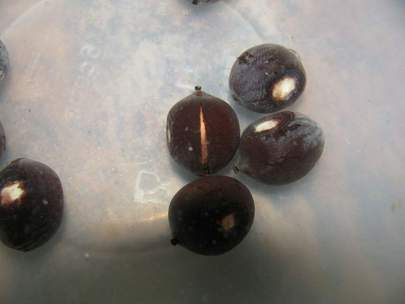 VibeX ® CBZ-1357 Water Lily kit - Pond Plants Water Lilies Aquatic Plants-Bareroot Seed  (14 per packet)