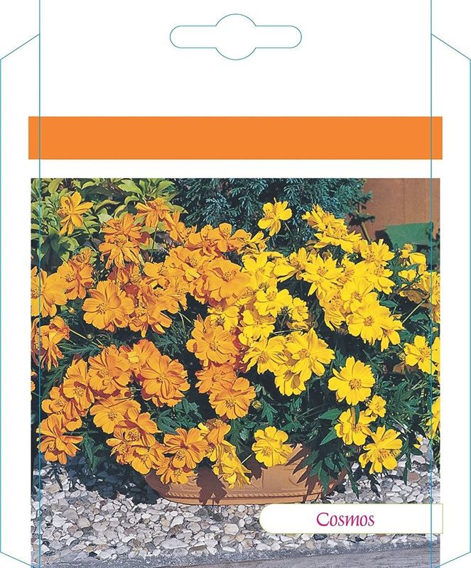 CYBEXIS Cosmos Sunny Flower Seeds (Orange) Seed  (25 per packet)
