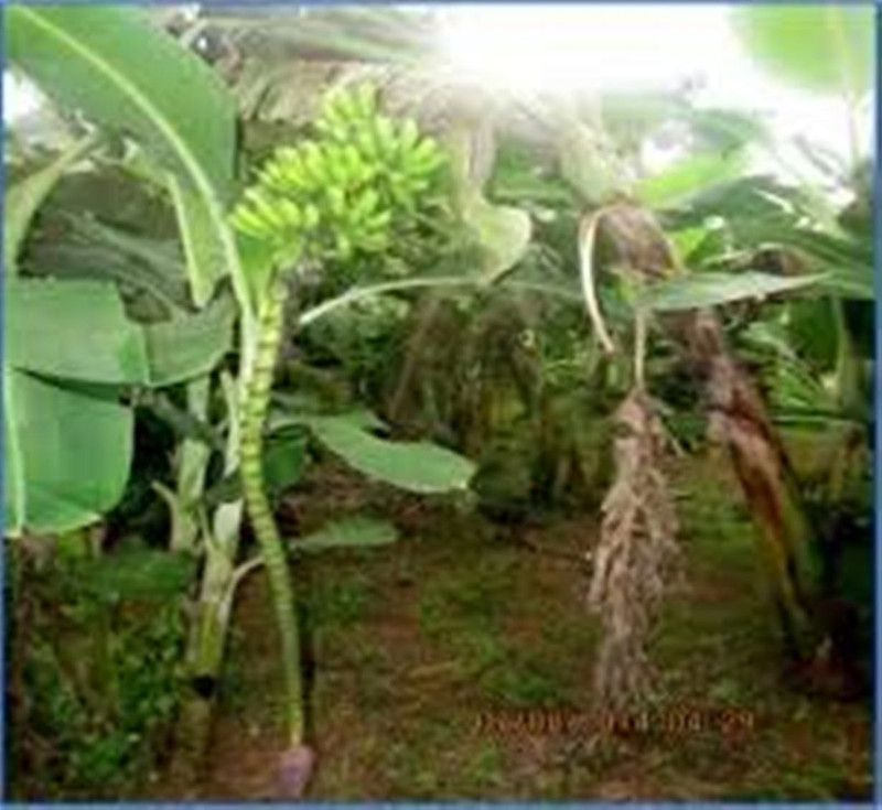 Kapebonavista patakapura Banana plant, it is a plant not a seed Seed  (1 per packet)