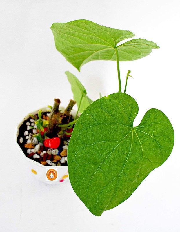 Dream mall Giloy Plant  (Hybrid, Pack of 1)