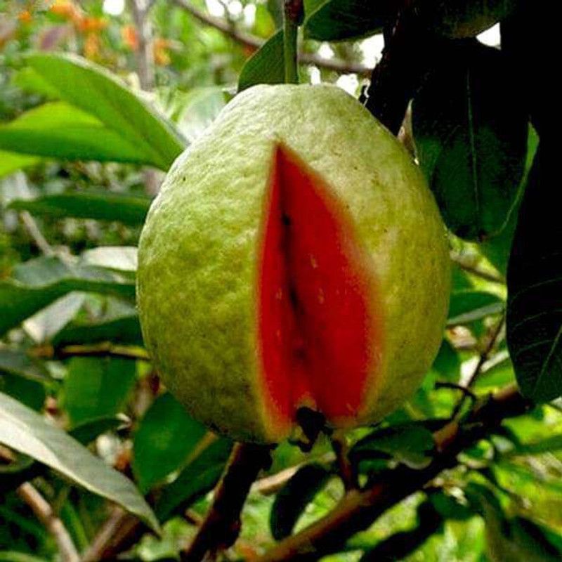 pb mandira plant Guava Plant  (Hybrid, Pack of 1)