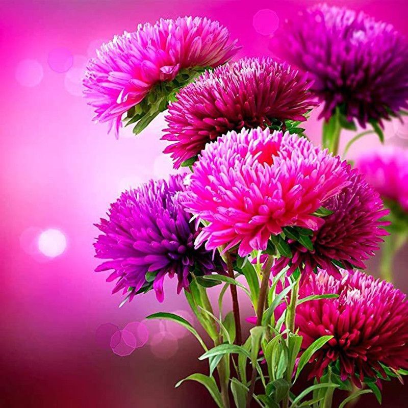 KANAYA Aster Mix Flower Seeds Seed  (80 per packet)
