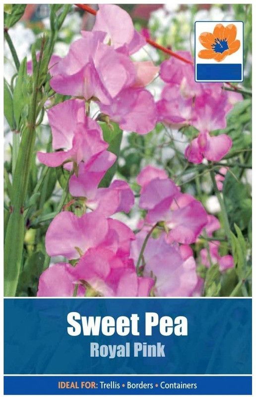 CYBEXIS Sweet Pea Royal Pink Seeds Seed  (1 g)