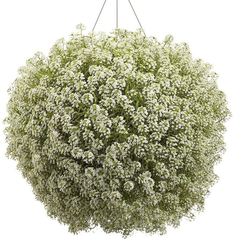 KANAYA Alyssum Yellow Flower Seed  (20 per packet)