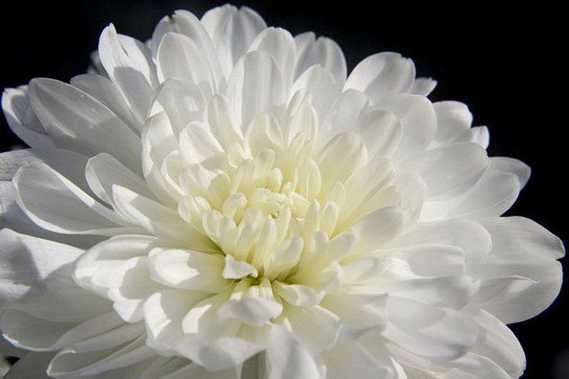 Nodoc Exotic chrysanthemum white Seed  (38 per packet)