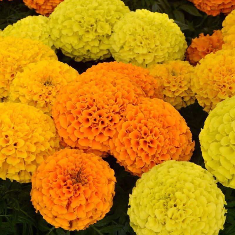 GREENZ Marigold African Mix Seed  (100 per packet)