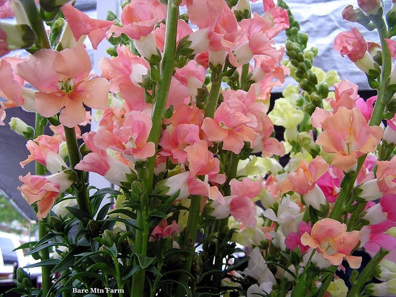 CYBEXIS Hybrid Seeds -Good Germination Antirrhinum Dog Flower Mixed Colour Seed  (50 per packet)