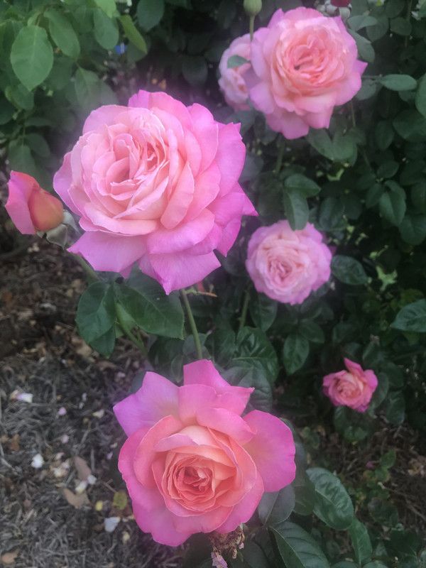 Decorate The World De Rose Plant  (Hybrid, Pack of 1)