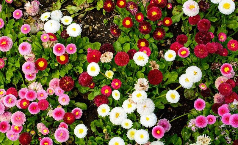 CYBEXIS Garden English Daisy Mix Seeds Seed  (50 per packet)