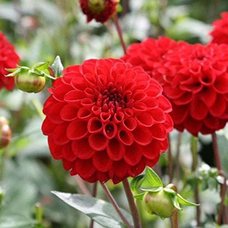 CYBEXIS Dahlia Pompon Scarlet Flower Seeds Seed  (1 g)