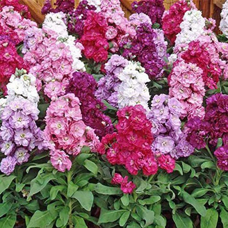 KANAYA Stock Mix Seed  (74 per packet)