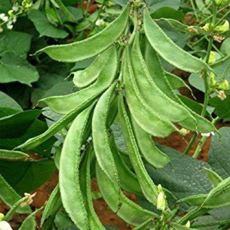 sm shop Lab Lab vegetable plant seeds - 50g per pack. Seed  (50 g)