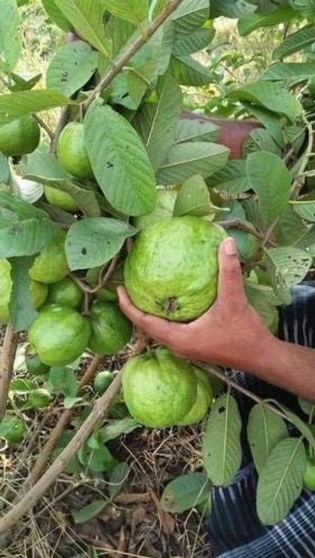 ANI PLANT Guava Plant  (Hybrid, Pack of 1)