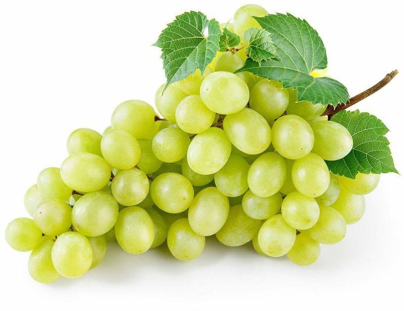 XOLDA Hybrid Grapes Seed  (72 per packet)