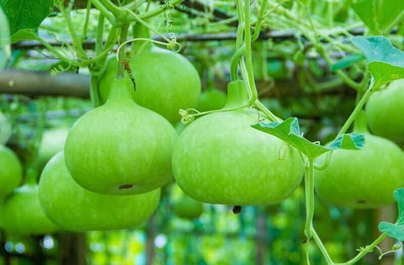 UGRA Asian/Bangladeshi Bottle Gourd Seed  (150 per packet)