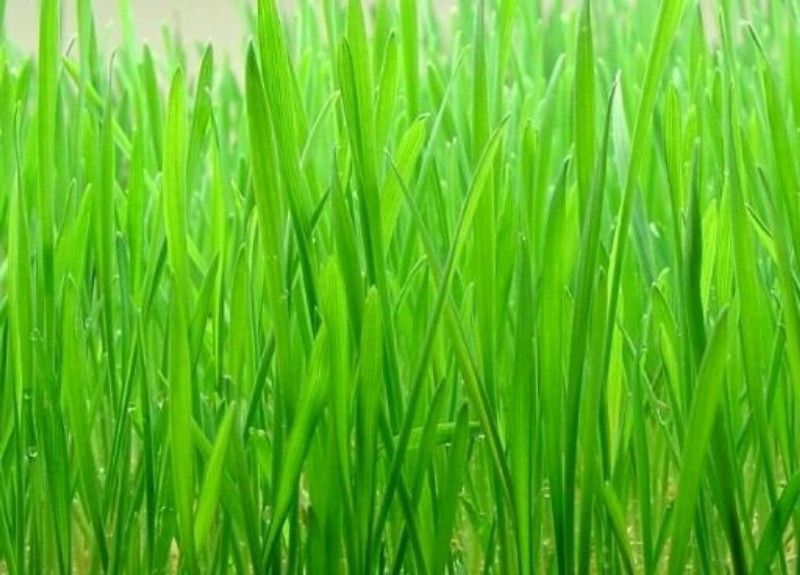 Greenwill WheatGrass Seeds Seed  (200 per packet)