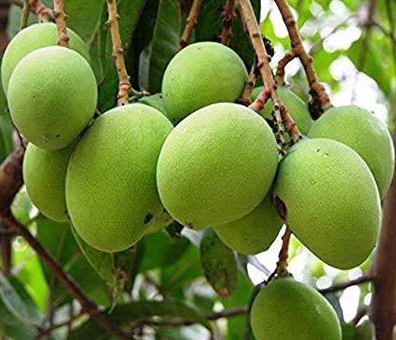 EverGarden Mango Plant  (Hybrid, Pack of 1)