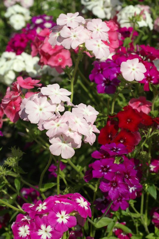 Nodoc Exotic phlox Seed  (40 per packet)