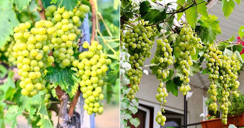 XOLDA grapes (angoor) Seed  (15 per packet)