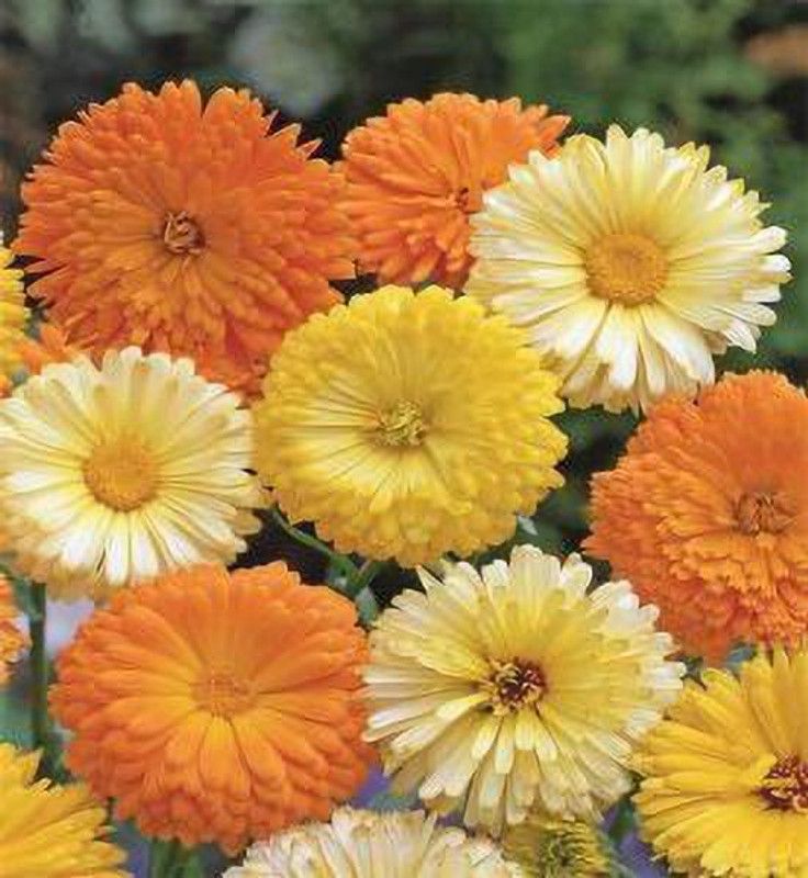 XOLDA Exotic gazania Seed  (24 per packet)