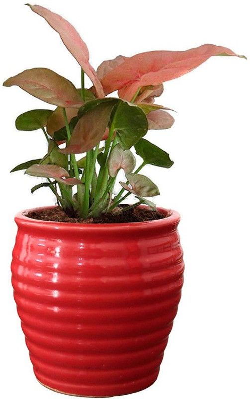 Dream mall Syngonium Plant  (Hybrid, Pack of 1)