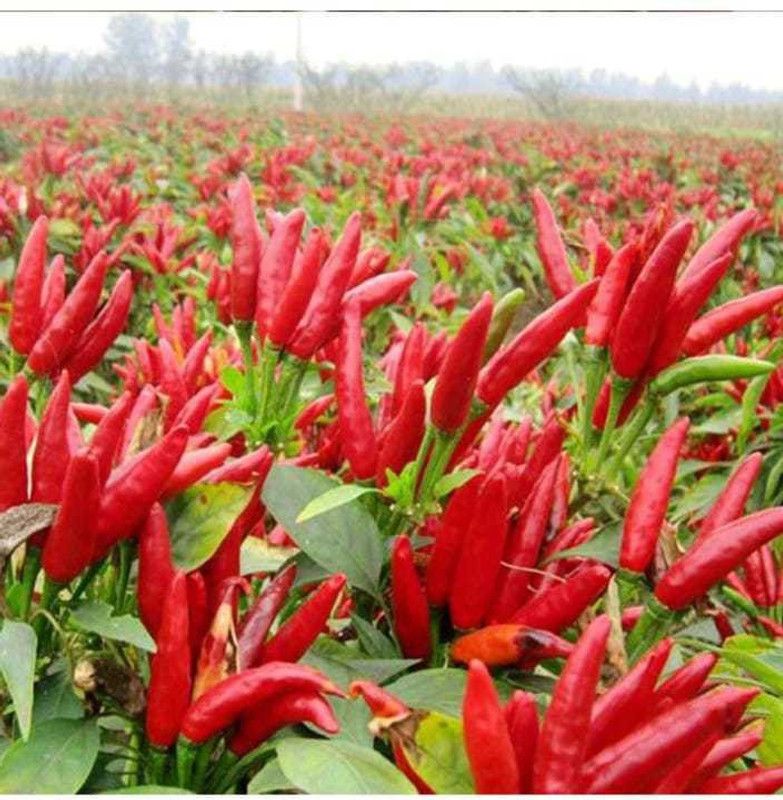 CELEBSHINE Red Hot Chilli Seed  (550 per packet)