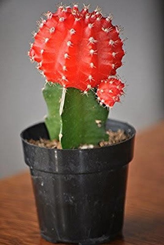 Natural Nursery Moon Cactus Plant  (Hybrid, Pack of 1)