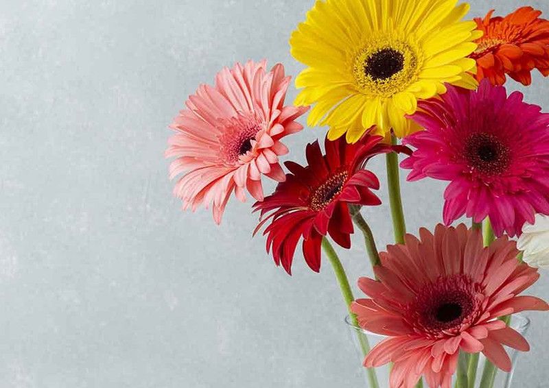 XOLDA Gerbera Mix Flower Seed  (16 per packet)